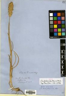 Type specimen at Edinburgh (E). Cuming, Hugh: 358. Barcode: E00514250.