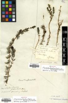 Type specimen at Edinburgh (E). Cuming, Hugh: 638. Barcode: E00514603.