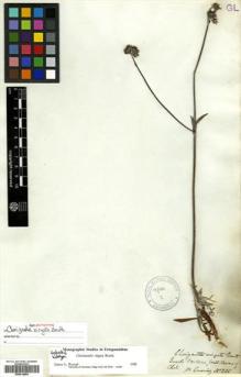 Type specimen at Edinburgh (E). Cuming, Hugh: 205. Barcode: E00514664.