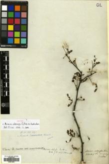 Type specimen at Edinburgh (E). Tweedie, John: . Barcode: E00514832.