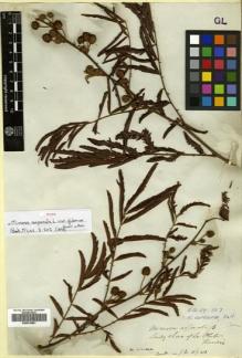 Type specimen at Edinburgh (E). Tweedie, John: . Barcode: E00514881.