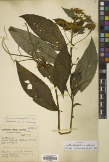 Type specimen at Edinburgh (E). Forrest, George: 15837. Barcode: E00515665.