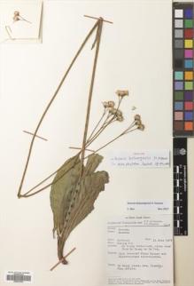Type specimen at Edinburgh (E). Van Beusekom, C.F. & Phengkhlai, C.: 1147. Barcode: E00520320.