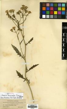 Type specimen at Edinburgh (E). Townsend, Charles; Barber, Charles: 317. Barcode: E00525483.
