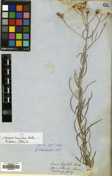Type specimen at Edinburgh (E). Hartweg, Karl: 127. Barcode: E00525505.