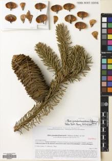 Type specimen at Edinburgh (E). Dendrological Atlas Project: 63645. Barcode: E00526067.