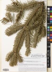 Type specimen at Edinburgh (E). Dendrological Atlas Project: 63645. Barcode: E00526068.