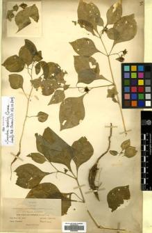 Type specimen at Edinburgh (E). Blumer, Jacob: 1718. Barcode: E00526652.