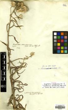 Type specimen at Edinburgh (E). Wight, Robert: 1469/4 A. Barcode: E00528785.