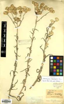 Type specimen at Edinburgh (E). Wight, Robert: 1467/2076. Barcode: E00528891.