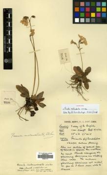 Type specimen at Edinburgh (E). Kingdon-Ward, Francis: 7536. Barcode: E00531117.