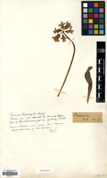 Type specimen at Edinburgh (E). : . Barcode: E00531119.