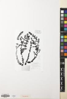 Type specimen at Edinburgh (E). Maas, Paulus; Plowman, Timothy: 1826. Barcode: E00531140.