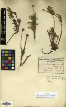 Type specimen at Edinburgh (E). Schlechter, Max: 10443. Barcode: E00531163.