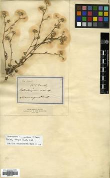 Type specimen at Edinburgh (E). Scully, William: . Barcode: E00531167.