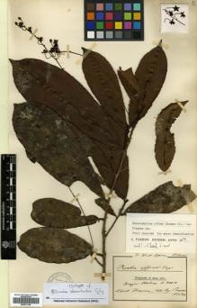 Type specimen at Edinburgh (E). Conrau, G.: 194. Barcode: E00531169.