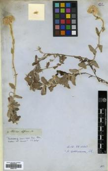 Type specimen at Edinburgh (E). Drège, Jean: . Barcode: E00531175.