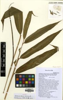 Type specimen at Edinburgh (E). Lamxay, Vichith; Chanthapany, C.; Lanorsavanh, Soulivanh; Newman, Mark: VL1253. Barcode: E00531180.