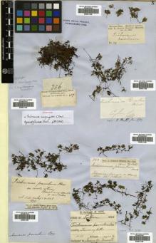 Type specimen at Edinburgh (E). Cuming, Hugh: 256. Barcode: E00531184.