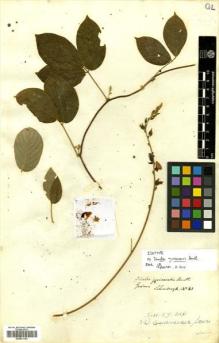 Type specimen at Edinburgh (E). Schomburgk, Robert: 83. Barcode: E00531193.