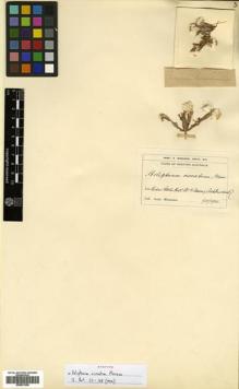 Type specimen at Edinburgh (E). Morrison, Alexander: . Barcode: E00531208.