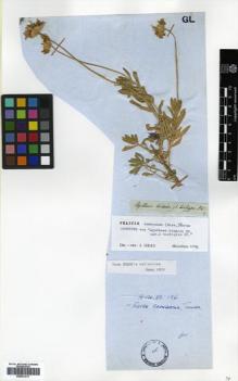Type specimen at Edinburgh (E). Drège, Jean: . Barcode: E00531211.
