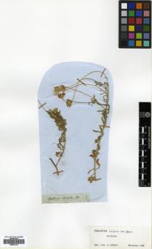 Type specimen at Edinburgh (E). Drège, Jean: . Barcode: E00531212.