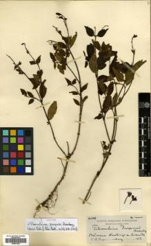 Type specimen at Edinburgh (E). Purpus, Carl: 6104. Barcode: E00531224.