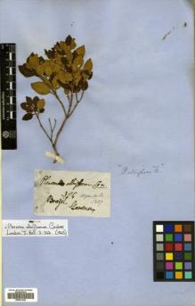 Type specimen at Edinburgh (E). Gardner, George: 398. Barcode: E00531225.