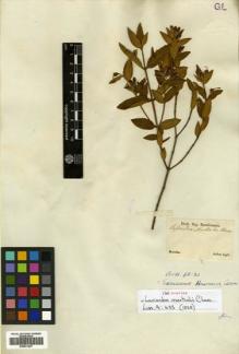 Type specimen at Edinburgh (E). Sellow, Friedrich: . Barcode: E00531227.