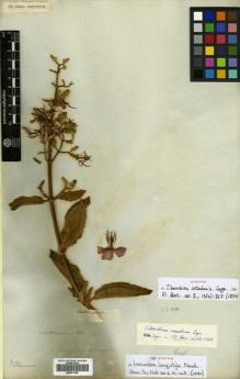 Type specimen at Edinburgh (E). Salzmann, Philipp: . Barcode: E00531229.