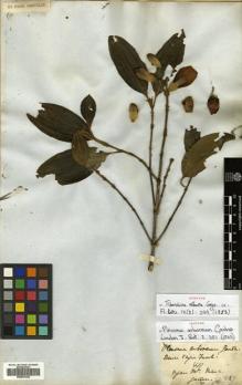 Type specimen at Edinburgh (E). Gardner, George: 411. Barcode: E00531232.