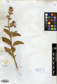 Type specimen at Edinburgh (E). Mathews, Andrew: 1267. Barcode: E00531233.