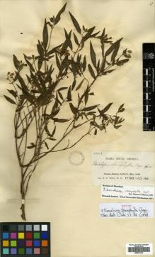 Type specimen at Edinburgh (E). Rusby, Henry: 2323. Barcode: E00531234.