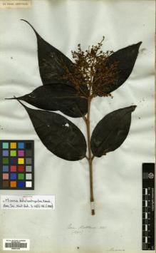 Type specimen at Edinburgh (E). Mathews, Andrew: 1291. Barcode: E00531235.