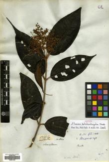 Type specimen at Edinburgh (E). Mathews, Andrew: 1291. Barcode: E00531236.