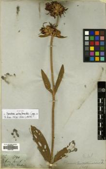 Type specimen at Edinburgh (E). Gardner, George: 3740. Barcode: E00531238.