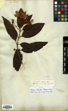 Type specimen at Edinburgh (E). Salzmann, Philipp: . Barcode: E00531239.