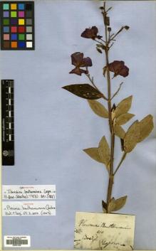 Type specimen at Edinburgh (E). Gardner, George: 410. Barcode: E00531240.