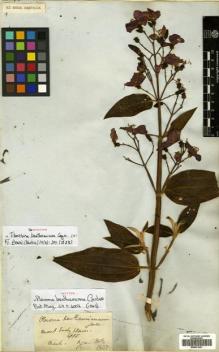 Type specimen at Edinburgh (E). Gardner, George: 410. Barcode: E00531241.