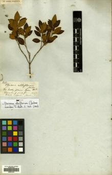 Type specimen at Edinburgh (E). Gardner, George: 398. Barcode: E00531243.