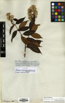 Type specimen at Edinburgh (E). Spruce, Richard: 3132. Barcode: E00531245.