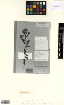 Type specimen at Edinburgh (E). : 314. Barcode: E00531250.