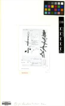 Type specimen at Edinburgh (E). Warming, Johannes Eugenius Bülow: 505/1. Barcode: E00531278.