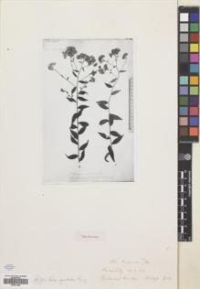 Type specimen at Edinburgh (E). Buchanan-Hamilton, Francis: . Barcode: E00531285.