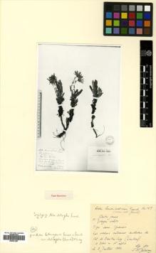 Type specimen at Edinburgh (E). Delavay, Pierre: 157. Barcode: E00531287.