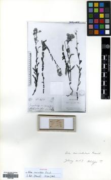 Type specimen at Edinburgh (E). Delavay, Pierre: 4157. Barcode: E00531288.