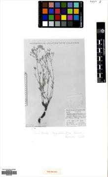 Type specimen at Edinburgh (E). Kerstan, Gerhard: 2061. Barcode: E00531302.
