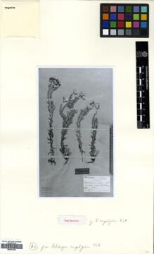 Type specimen at Edinburgh (E). Schlechter, Friedrich: 4710. Barcode: E00531334.