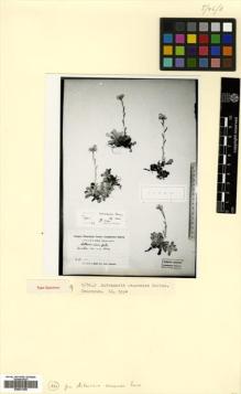 Type specimen at Edinburgh (E). Busch, Nicolai; Busch, Elizaveta: . Barcode: E00531358.